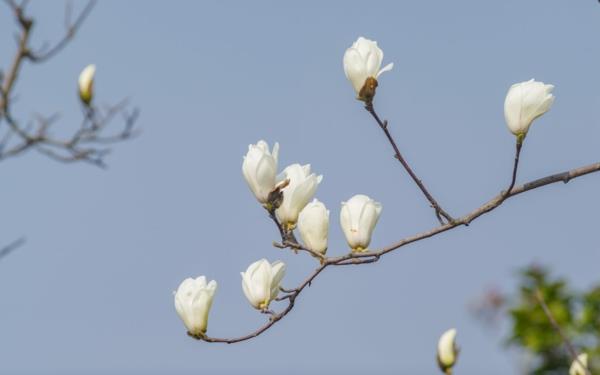 Magnolia lannoittaa valkoisten kukkien silmut