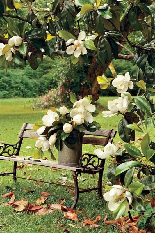 Magnolia vihreät lehdet valkoiset kukat luonnon taidetta