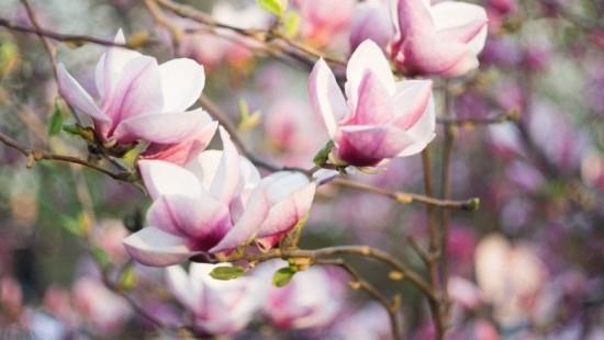 Magnolian vaaleanpunaiset kukat