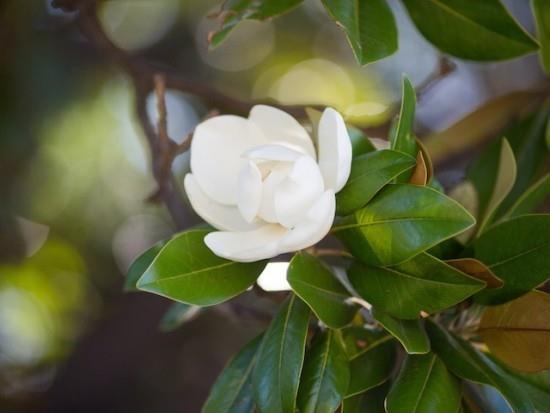 Magnolia valkoinen kukka helppo hoitaa