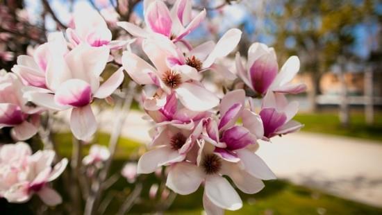 Magnolia herkät kukat hienovarainen tuoksu luonnon kauneutta