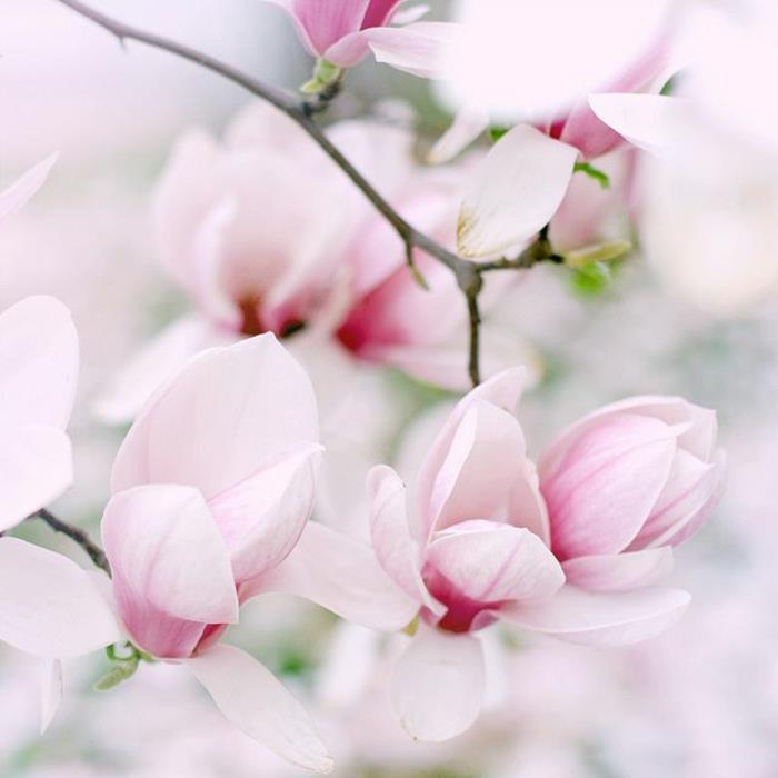 Magnoliapuutarhakasvit ja puut