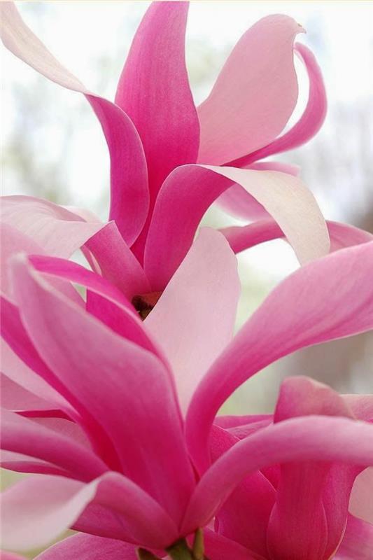 Magnolia puu etupihan muotoinen puutarhakasvit kukkivat