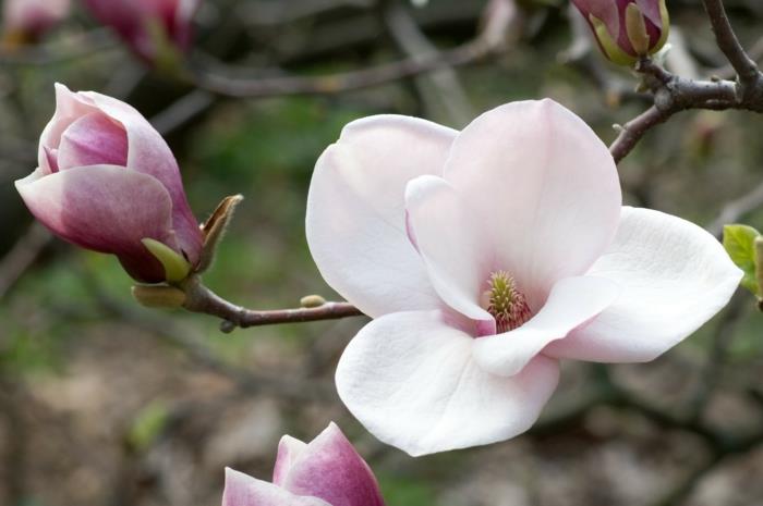 Magnolia -puu etupihalla suunnittelee puutarhakasveja