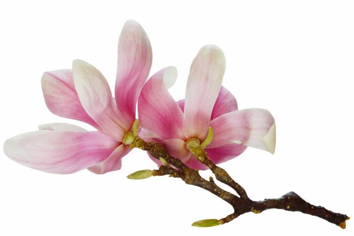 Magnoliat kukkivat luonnon kauneutta