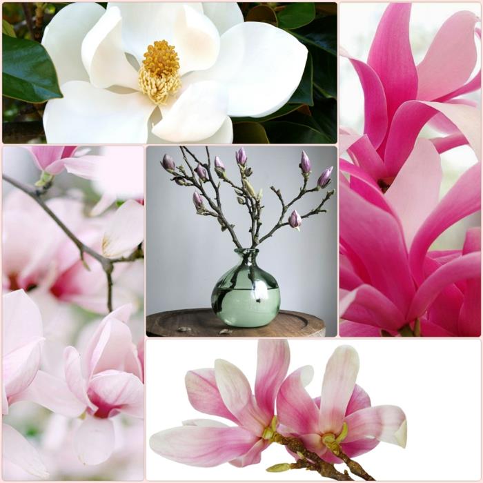 Magnolia koriste puutarhaideoita puutarhakasvit puu
