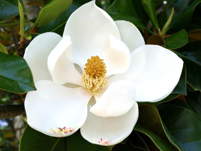 Magnoliat valkoiset kukkivat luonnon kauneutta