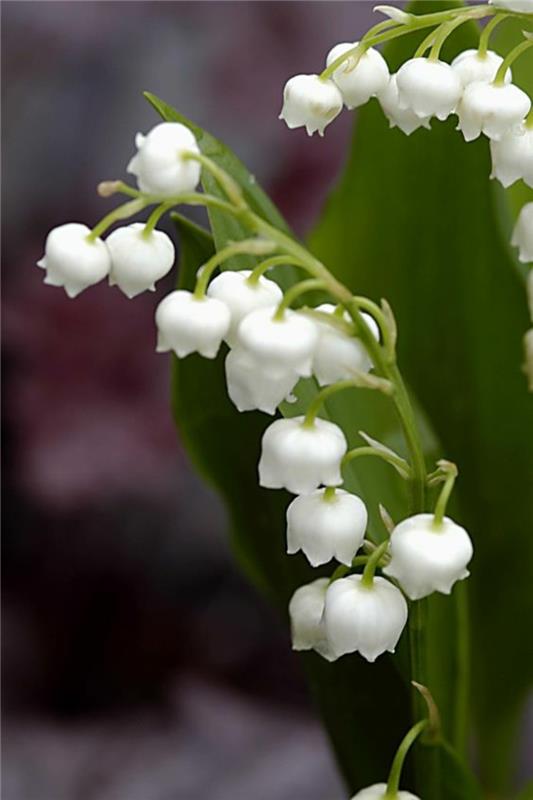 Kielo Convallaria majalis kauniita kevään kukkia kuvia