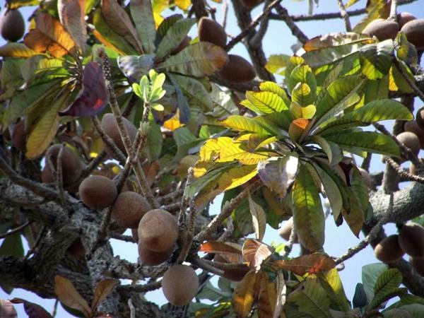 Mammea americana eksoottiset puut eksoottiset hedelmät