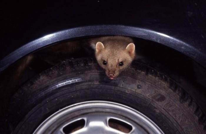 Marten talossa, autossa tai puutarhassa Kuinka päästä eroon rosvosta! marten kiipeää autoon