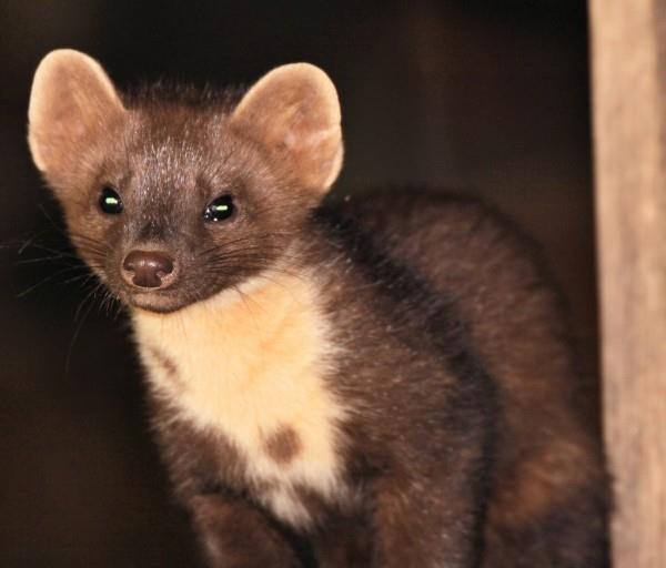 Marten ajaa pois valkoisella kaulassa