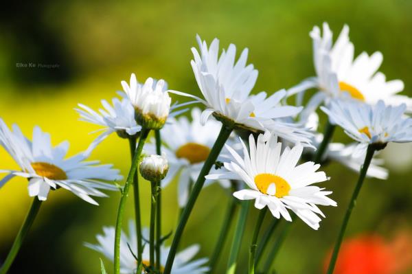 Puutarhojemme monivuotisen suosikin ulkopuolella olevat koiranputet ovat valkoisia kukkia