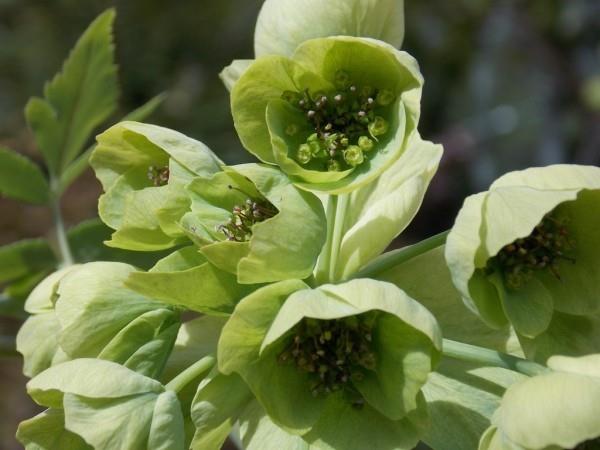 Mathiasella bupleuroides loistava puutarha