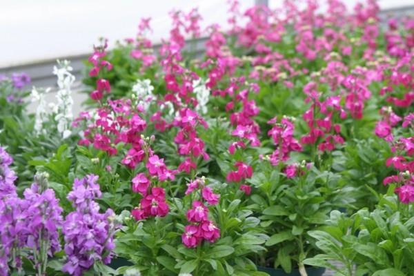 Matthiola incana mehiläinen laidun kukkia