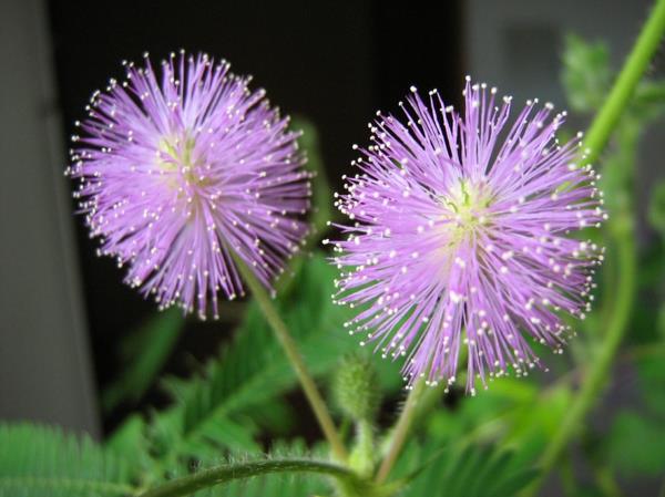 Mimosa pudica kukat Brasilia Koristeelliset huonekasvit