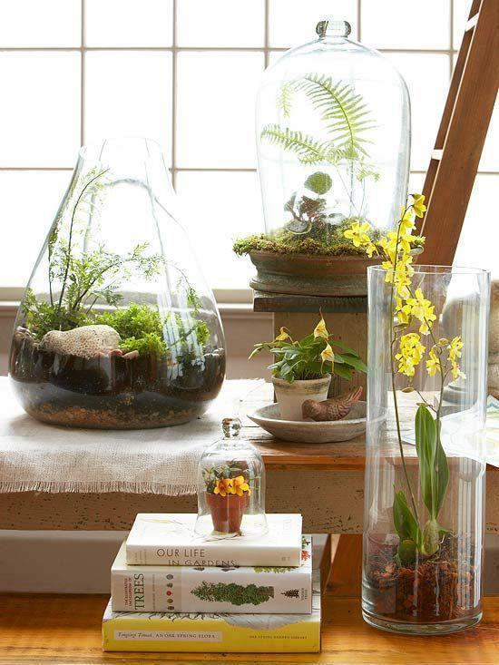 Minipuutarha lasisessa orkideasanassa sammaltaa kolme säiliötä ikkunan kirkkaassa paikassa ilman suoraa aurinkoa