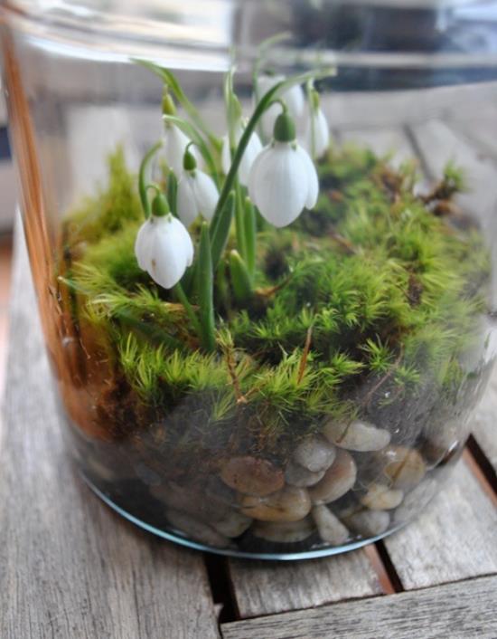 Minipuutarha lasisessa lumikello sammalissa pieniä kiviä substraatti vihje tulevasta keväästä