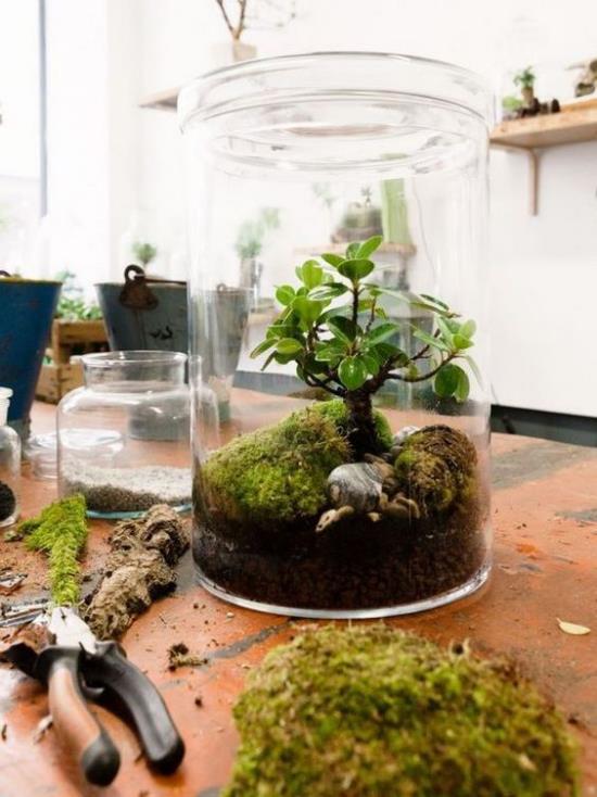 Minipuutarhan luominen lasiseen Pure Nuturiin minimuodossa vihreitä meheviä kasveja, kuten pieniä puiden koriste -elementtejä