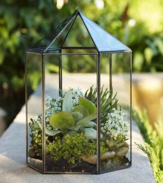 Mini puutarha lasin viehättävässä muodossa lasisäiliössä, kuten pyramidin mehikasveja pieniä valkoisia kukkia