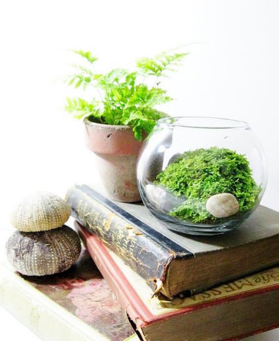 Minipuutarha lasisessa lasisäiliössä poistettu kukkaruukku koristeluun vanhoja kirjoja