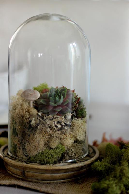 Minipuutarha lasisessa korkeassa lasisäiliössä Mehikasvit Sienet mielenkiintoinen järjestely luonnollinen