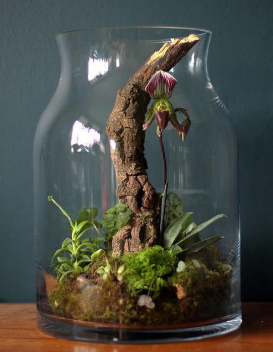 Minipuutarha lasisessa korkeassa lasiastiassa epätavallisen muotoinen paljon fantasia oksia kasveja sammal