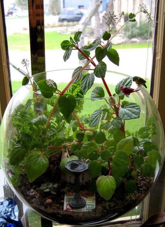 Minipuutarha pyöreässä lasiastiassa kirkas lasi monia vihreitä kasveja, jotka on sijoitettu ikkunaan
