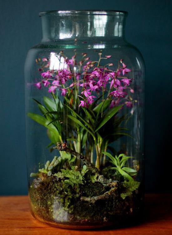 Minipuutarha lasissa tumman seinän edessä, kukkivat kasvit lasiastiassa