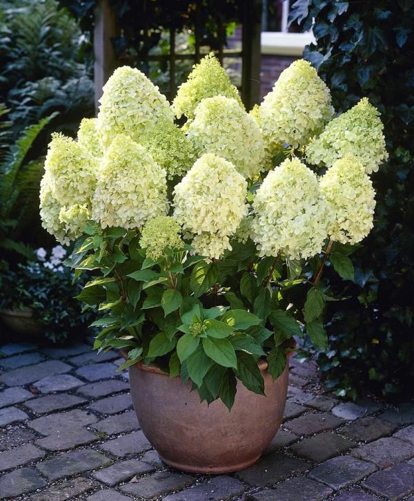 Moderni puutarhan muotoilu leikkaa hydrangeas