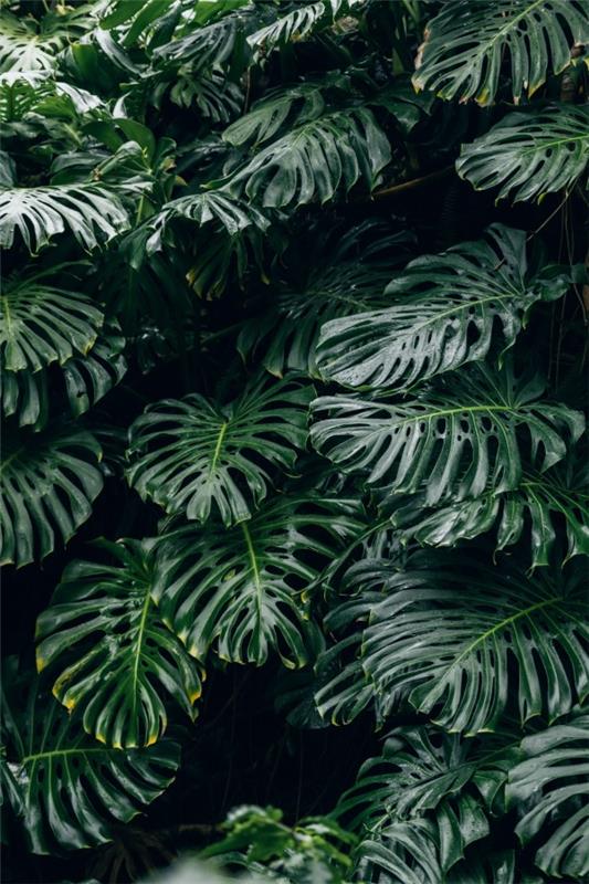 Monsteran hoito ja mielenkiintoisia faktoja ikkunanlehden valtavista kasveista sademetsästä