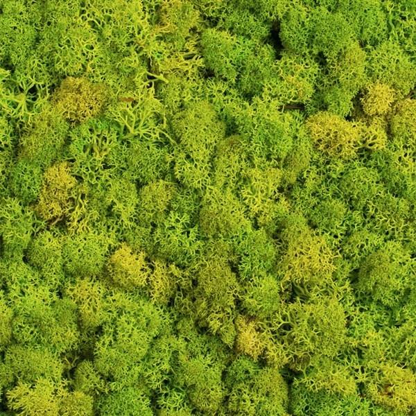 Tee sammalseinä itse Biophilia Elävät suuntaukset säilyneet sammal Moss -lajit