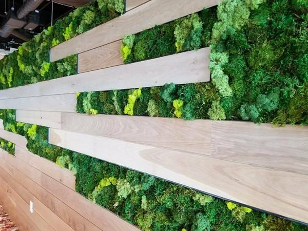 Tee sammalseinä itse Biophilia Toteuta eläviä suuntauksia Sammal ja puu