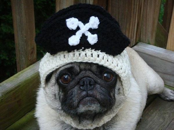 Hatut musta valkoinen koira lemmikkivaatteet merirosvot