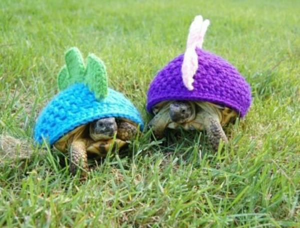Hatut koirille lemmikkivaatteet kilpikonnia