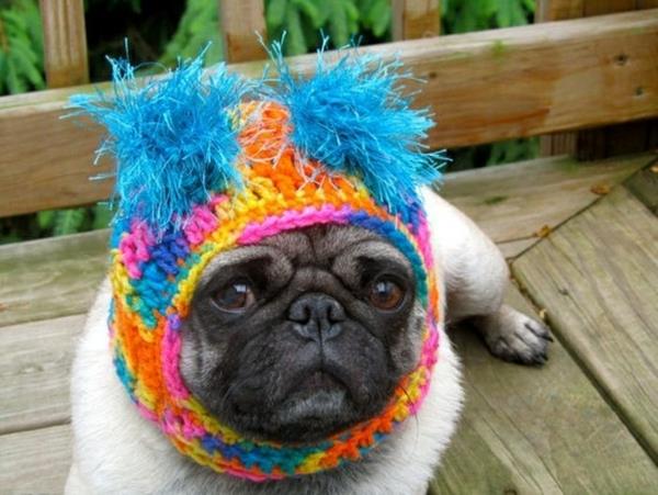 Hatut koirat koira muoti koiran vaatteet mopsi värikäs