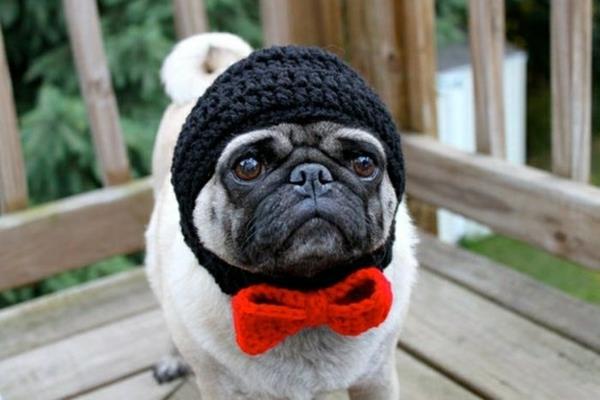 Hatut koirat koira muoti lemmikkieläinten vaatteet mopsi silmukka