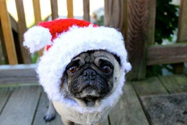 Hatut koirat koira muoti lemmikkieläinten vaatteet mopsi joulupukki