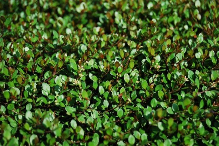 Muehlenbeckia axillaris musta hedelmäinen karvainen pensas