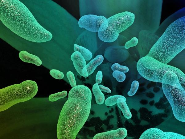 Mutoitunut bakteeri -entsyymi hajottaa muovipullot tunnissa bakteereja mikroskoopin alla