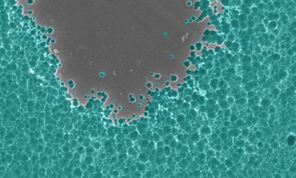 Mutoitunut bakteeri -entsyymi hajottaa muovipullot tuntikausina ranskalaisille tutkijoille