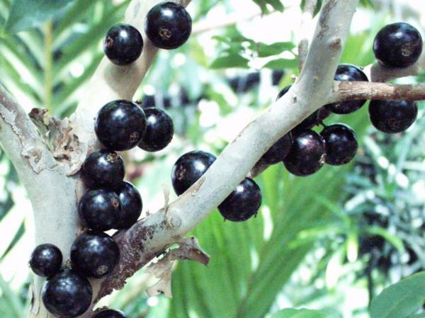 Myrciaria caulifloria sessiliflorum eksoottiset puut eksoottiset hedelmät