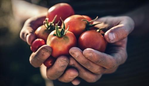 Kausikalenterin mukaan kypsät tomaatit kerätään puutarhasta suoraan keittiöön