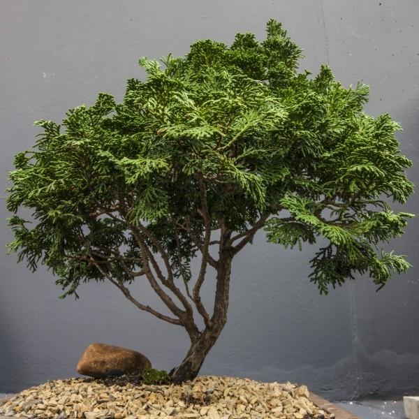 Havupuu - loistava idea - bonsai -puu