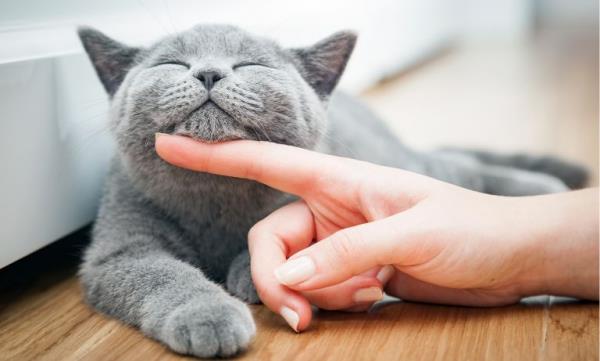 Luonnolliset rauhoittavat aineet luonnollisesta apteekista ja muut stressinvastaiset vinkit kissojen lemmikkien stressiin