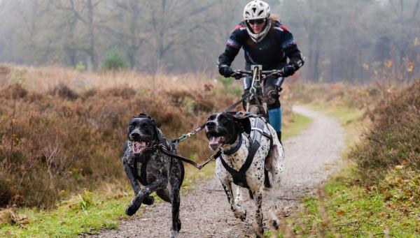 Luonnollisia rauhoittavia aineita apteekista ja muita stressinvastaisia ​​vinkkejä pyöräilemään koirien kanssa