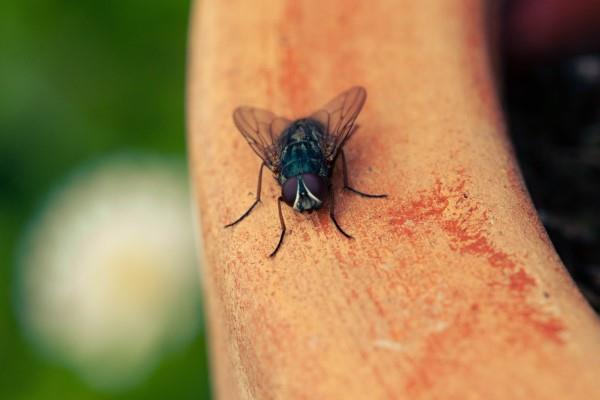 Luonnollisia menetelmiä ja kotihoitoja kärpäsiä varten sekä muita hyödyllisiä vinkkejä lentäville kärpäsille puutarhassa