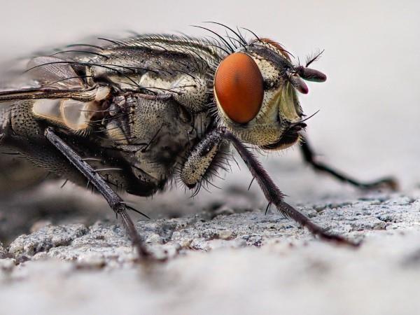 Luonnollisia menetelmiä ja kotihoitoja kärpäsiä varten sekä muita hyödyllisiä kärpäsiä koskevia vinkkejä lähikuvasta