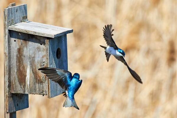Luonnolliset menetelmät ja kotilääkkeet kärpäsiä varten sekä muut hyödylliset vinkit nielevät pesähyönteisiä