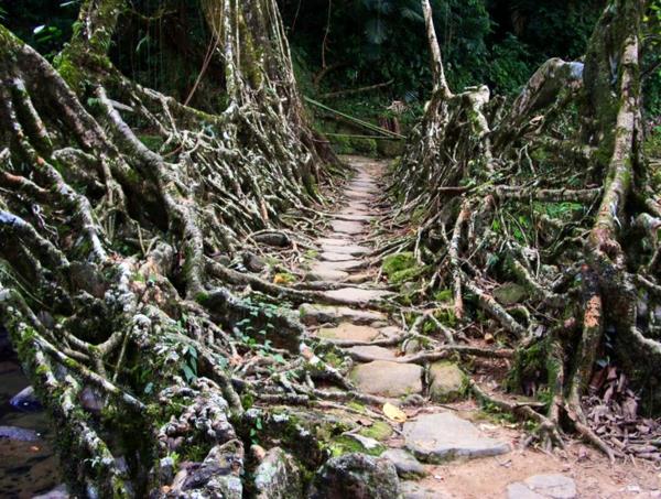 Luonnolliset sillat kasvavista juurista viiniköynnösten kävelytie