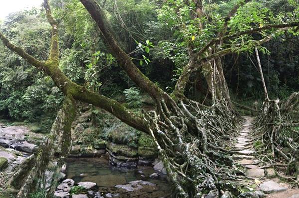 Luonnolliset sillat kasvavista juurista